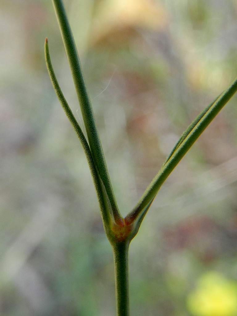 Spergularia sp. ? No, Petrorhagia saxifraga